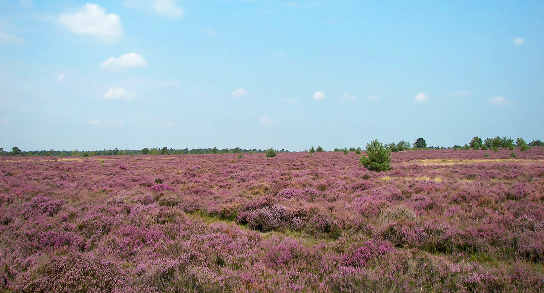 Fietsen in de nazomer - de 5 mooiste fietsroutes
